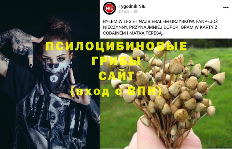 Псилоцибиновые грибы Psilocybe  Мыски 